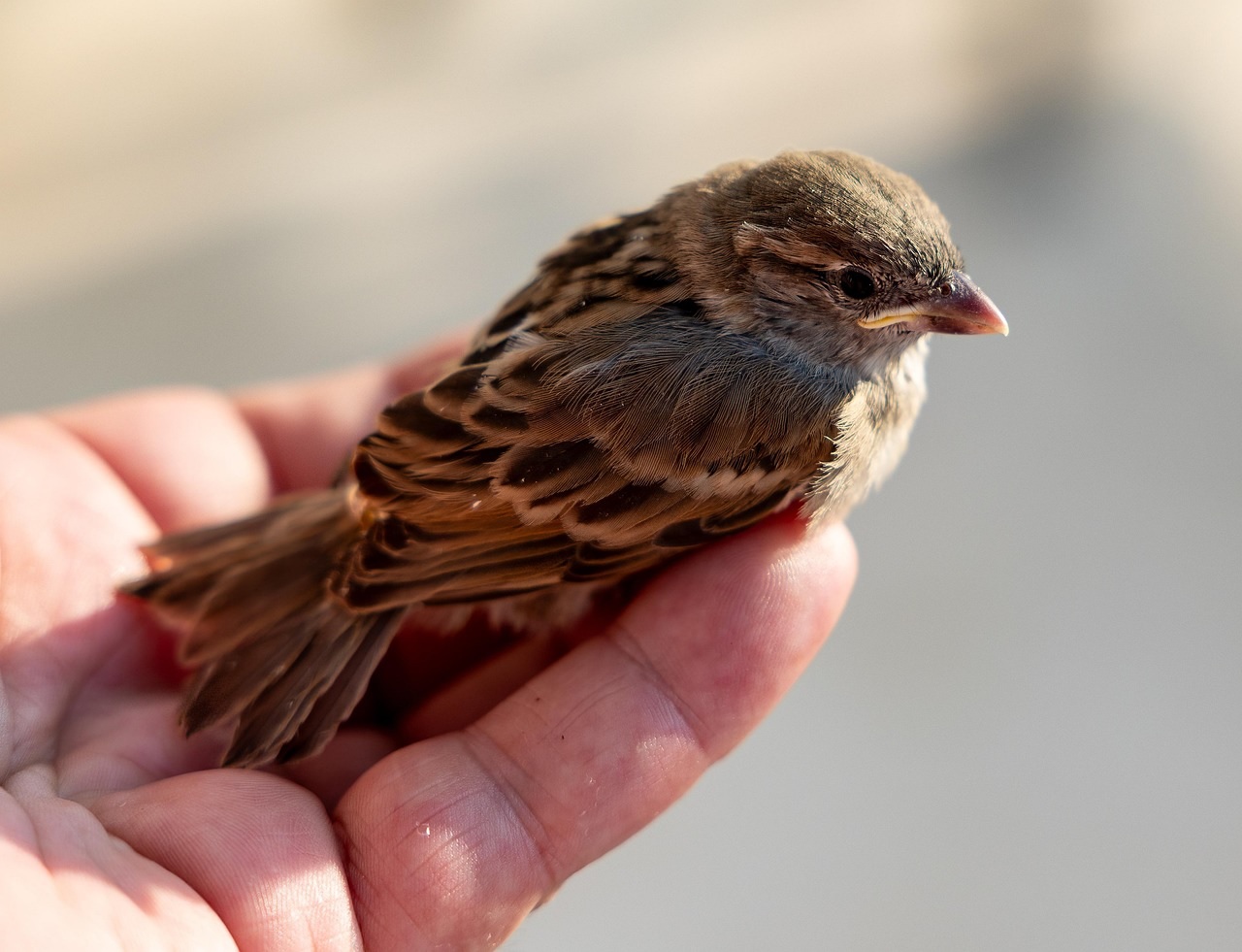 Baby Sparrow Helping Hand Life Coaching & Counselling jacquicollinswellness.co.uk