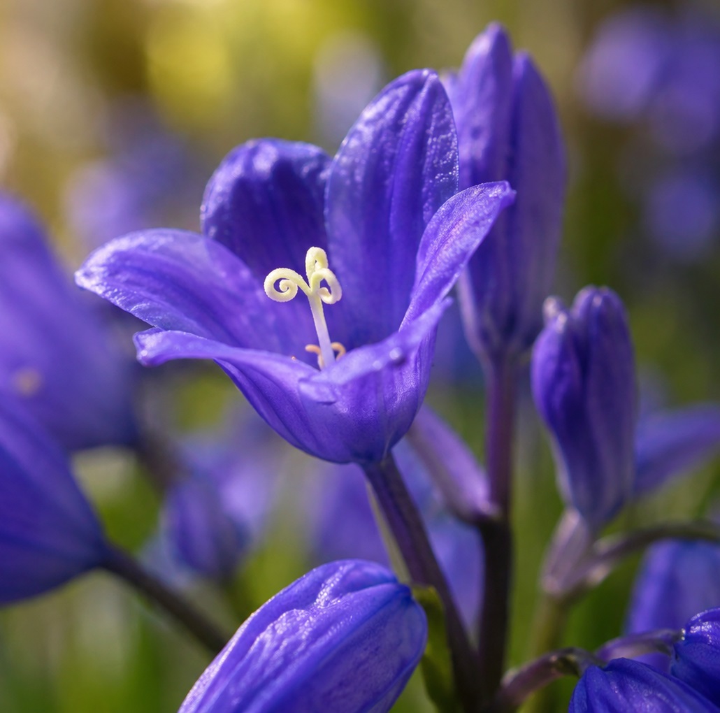 Bluebells & Bluebell Stamen