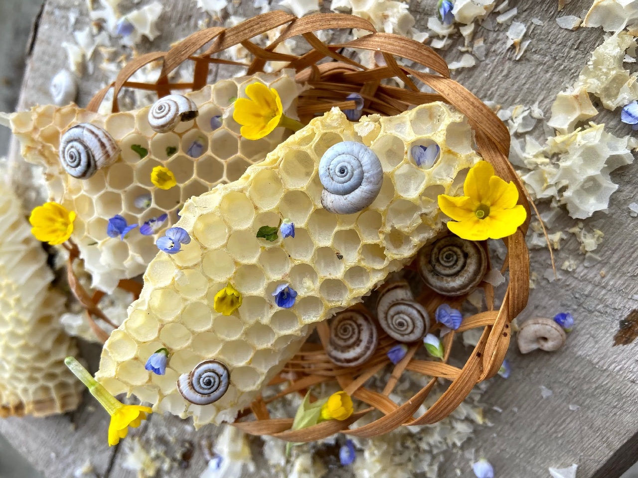 Honeycomb Shells Flowers by Mariam Antadze at Pexels Life Coaching & Counselling jacquicollinswellness.co.uk