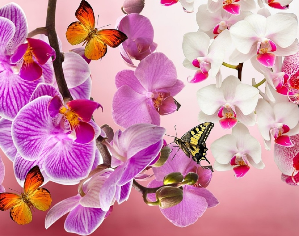 Orchids & Butterflies