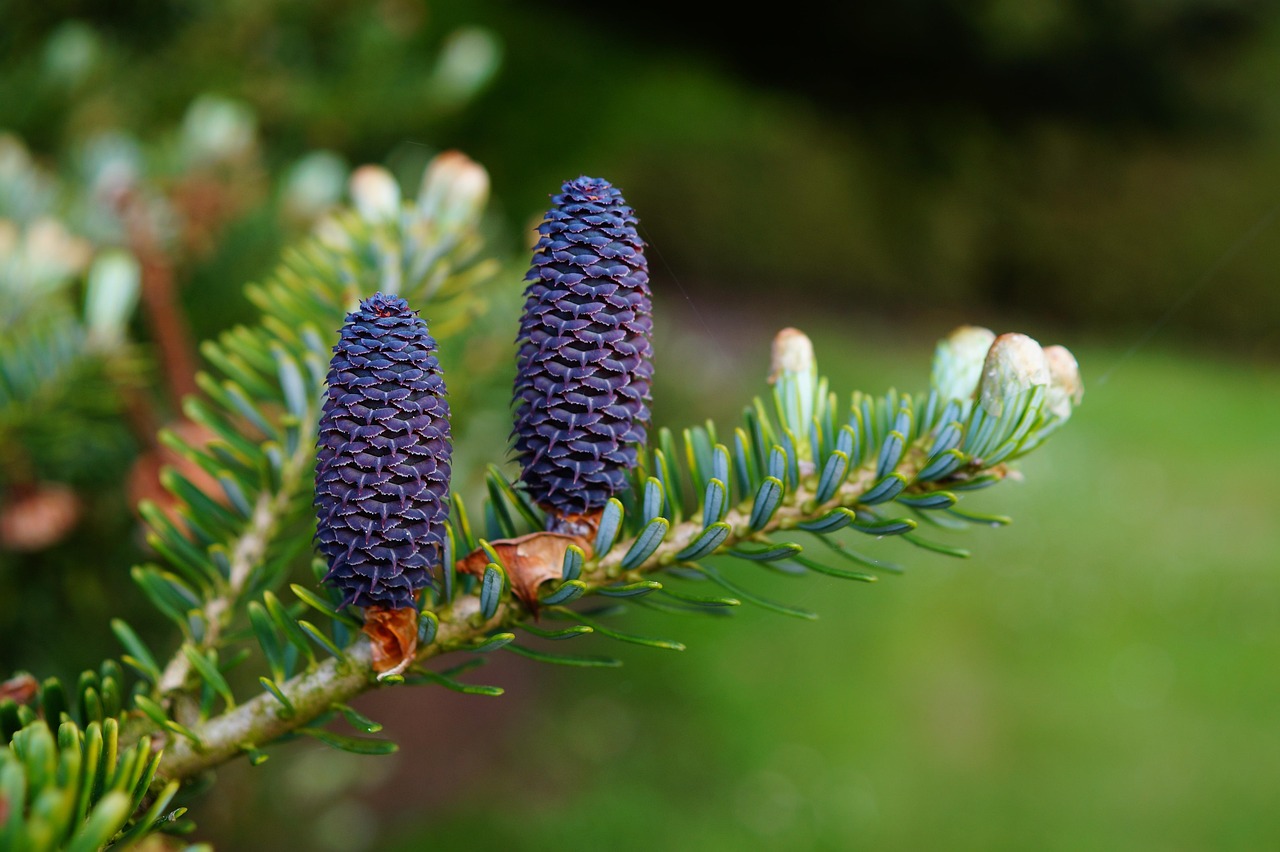 Pine Cones Karsten Paulick from Pixabay