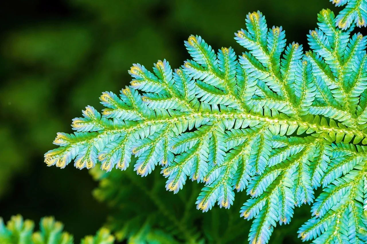 Davidclode peacock fern 10147859 1280 jacquicollinswellness.co.uk
